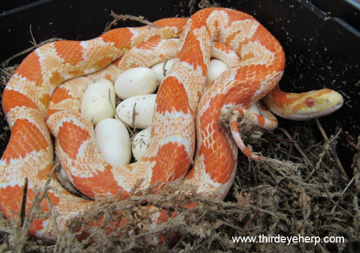 Aztec Corn Snake